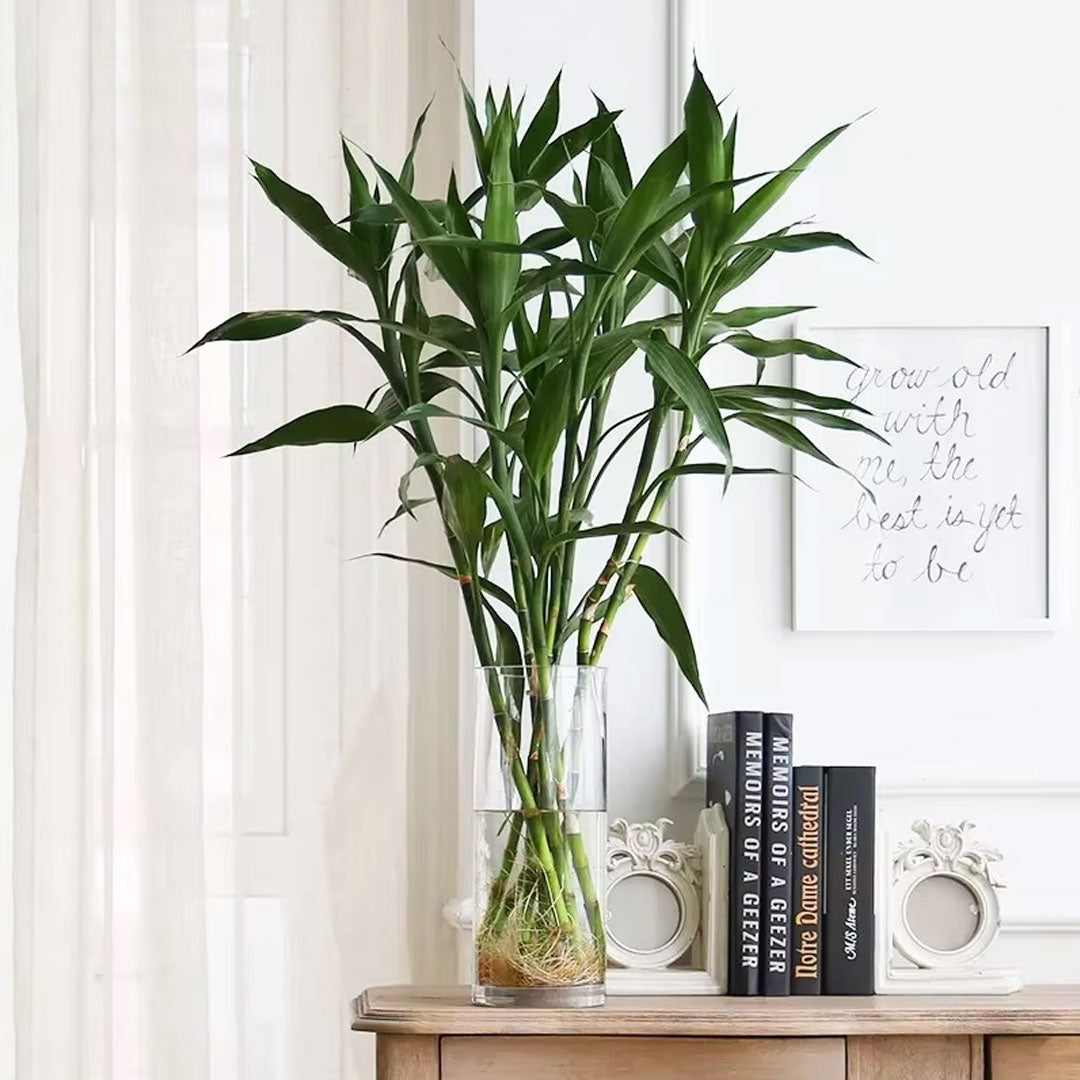 Cylindrical Glass Vase-20, 30, 40, And 57cm high
