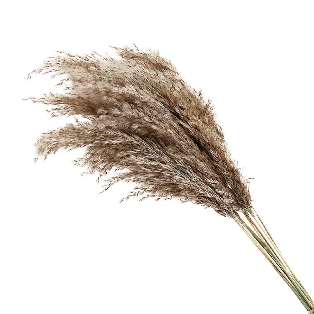 Natural Dried Pampas Grass