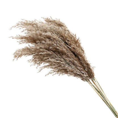 Natural Dried Pampas Grass