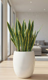 Artificial Snake Plant With Fiberglass Vase