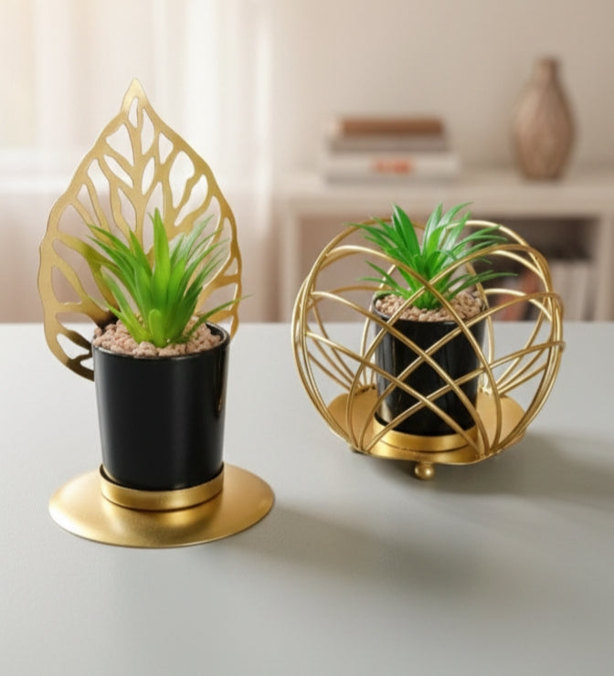 Ornamental Succulent