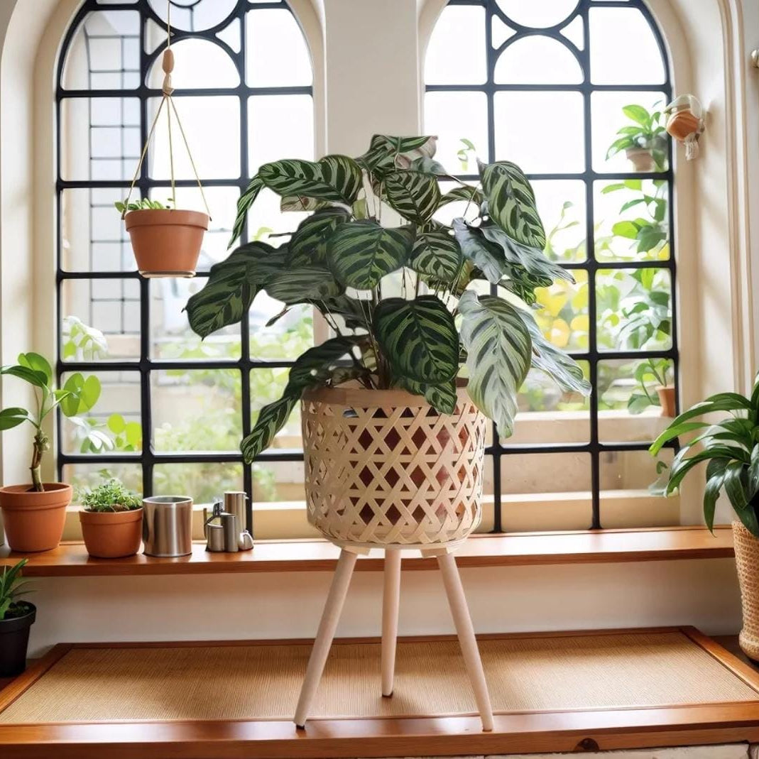 Rattan Plant Stand Set of 3