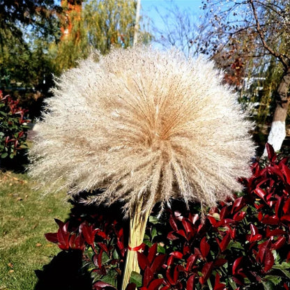 Natural Dried Reed Decorative Mini Pampas Grass 10pcs Bundle