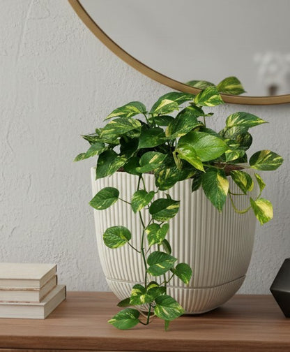 4L Coral Square Planter Pot