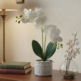 Ceramic Vase with Orchid